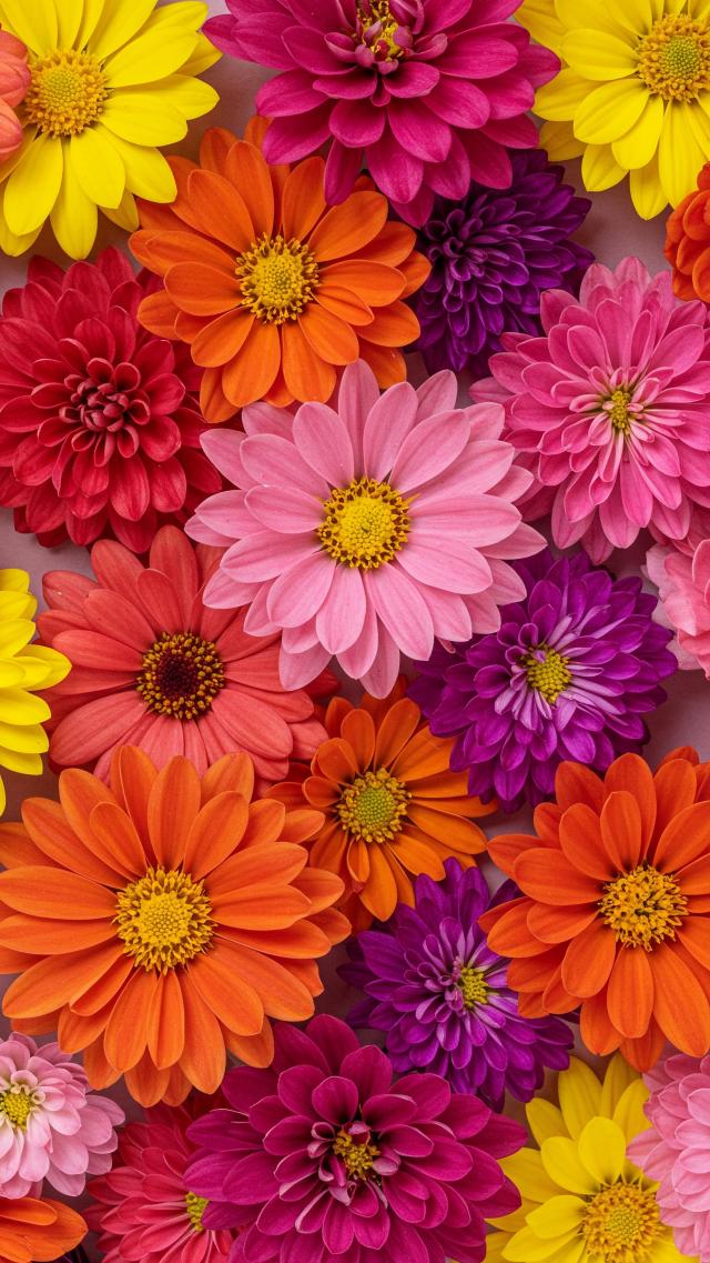 Vibrant Flowers