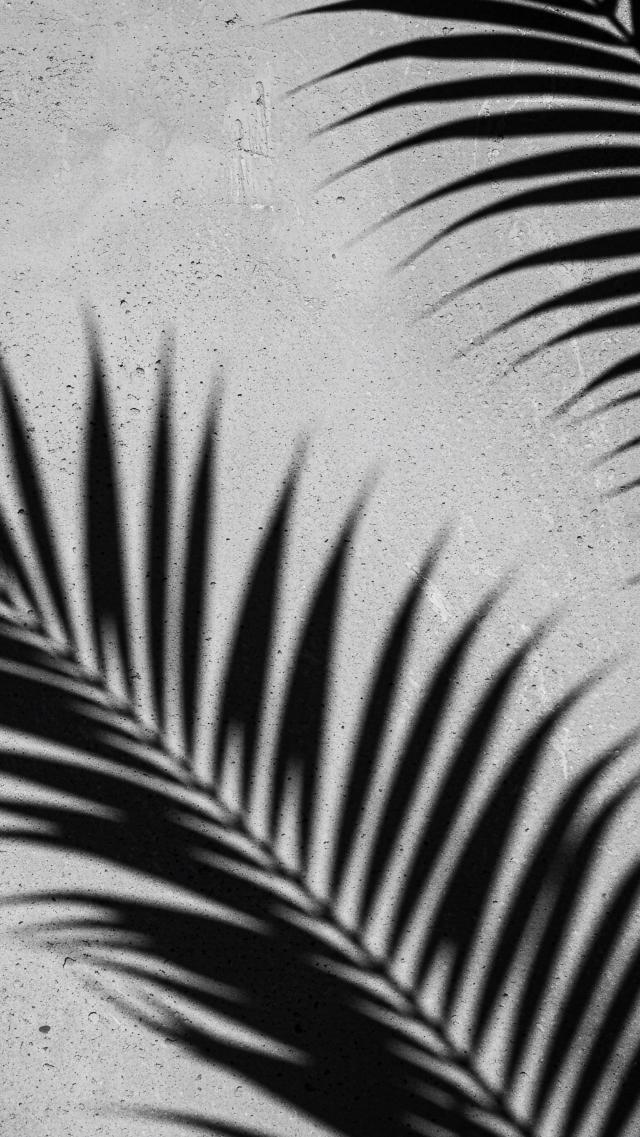 影だけのトロピカル