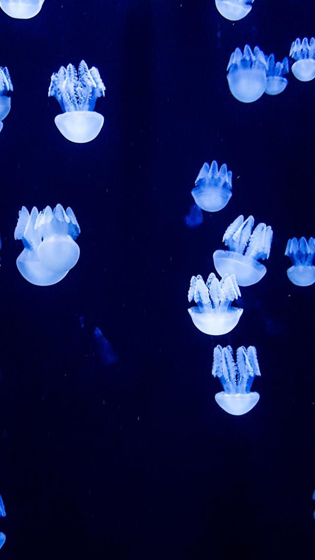 蓝色水母 高清壁纸