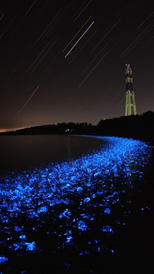 青く輝く夜の浜辺