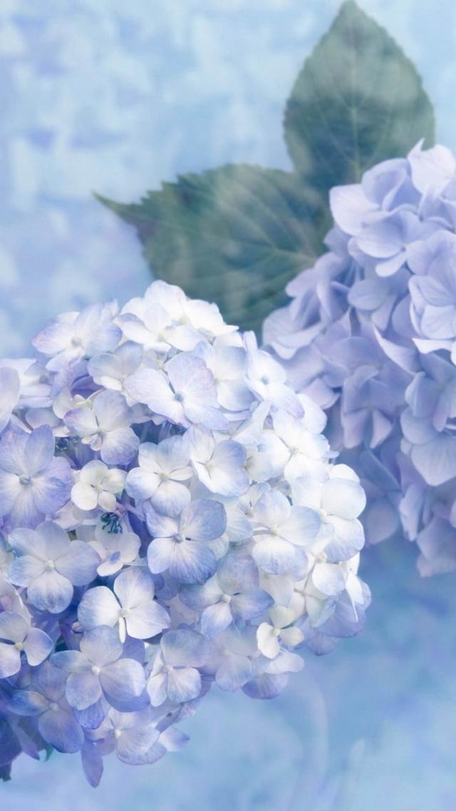 Hydrangea