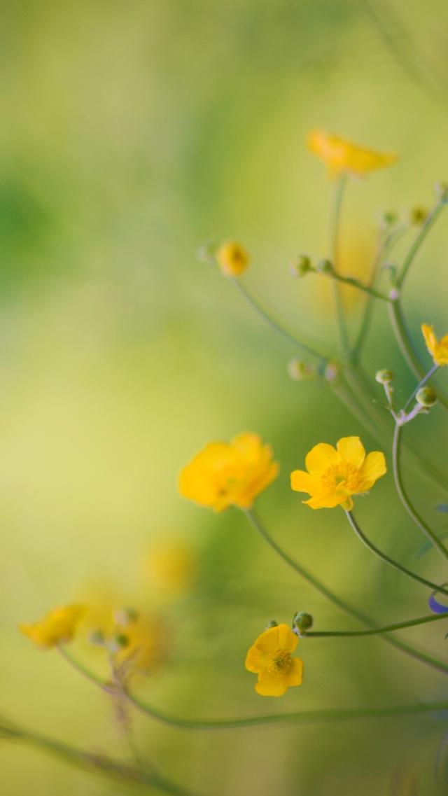 Cute Little Yellow Flowers
