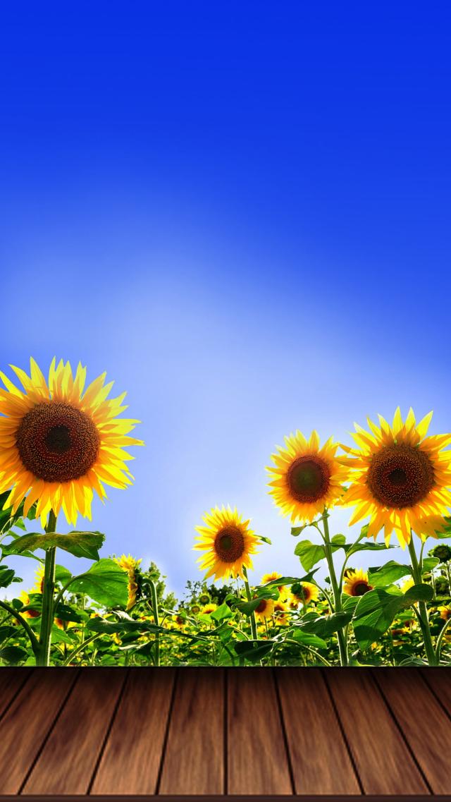 Sunflowers and Blue Sky