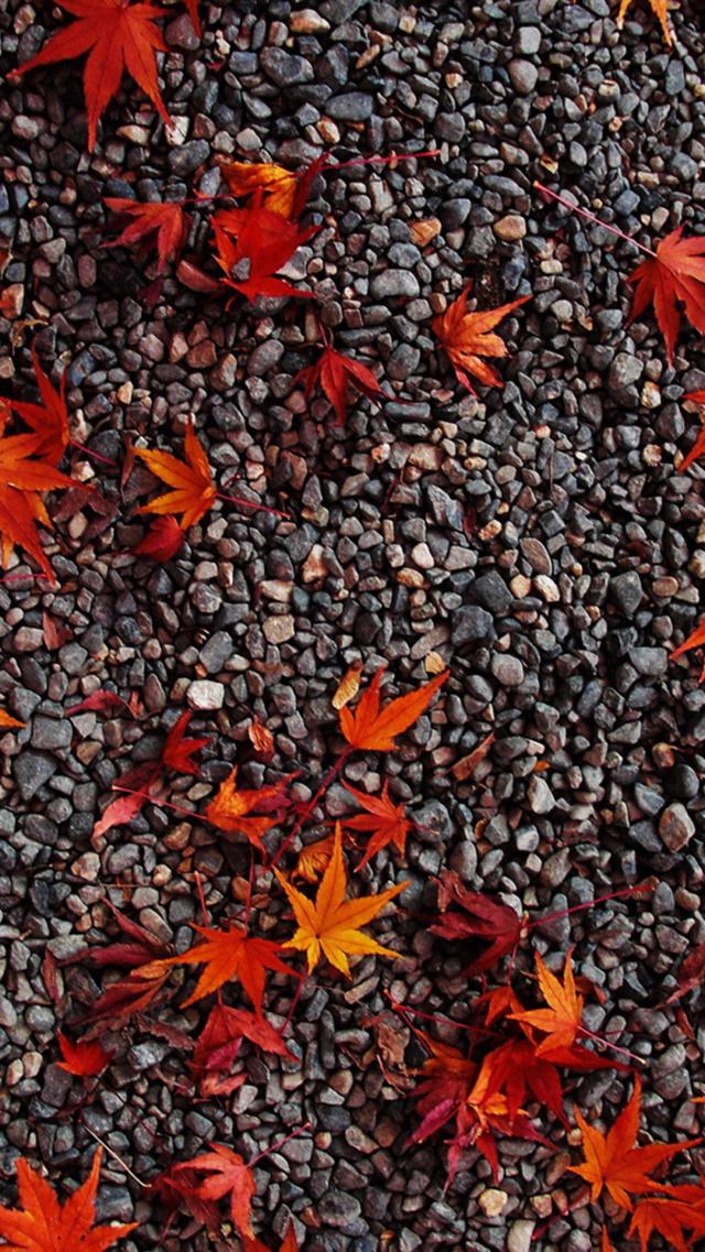 Maple Leaves Drifting Down