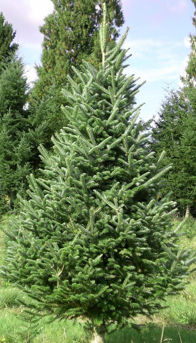 Fir Tree