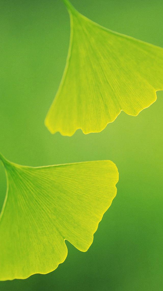 Ginkgo