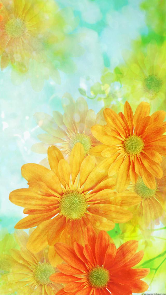 橙色的美丽花朵 高清壁纸