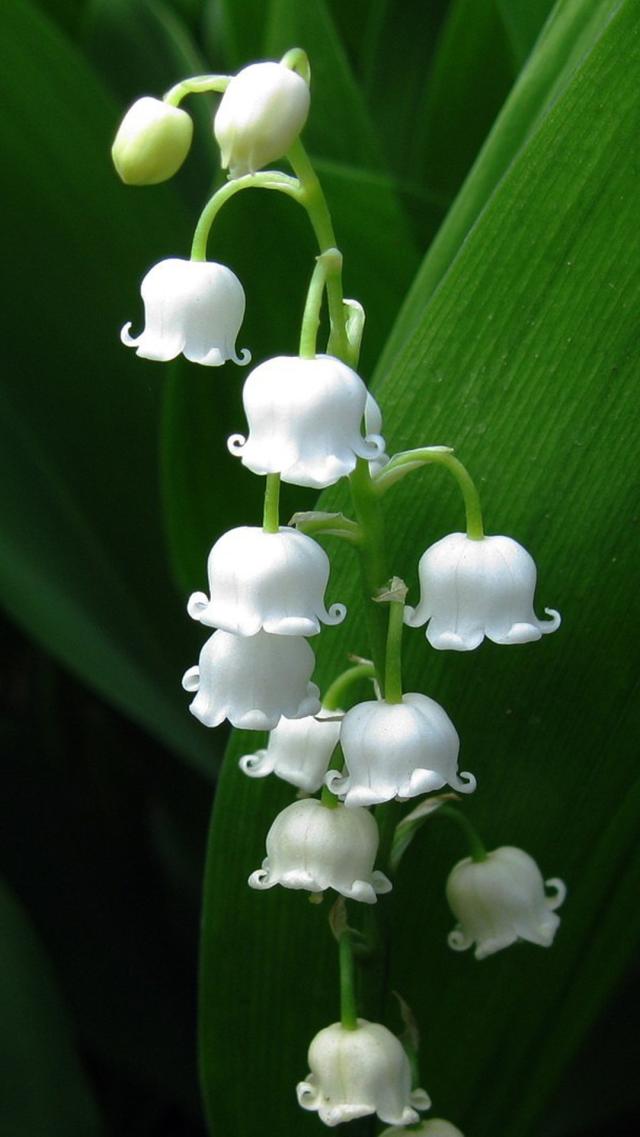 Lily of the Valley