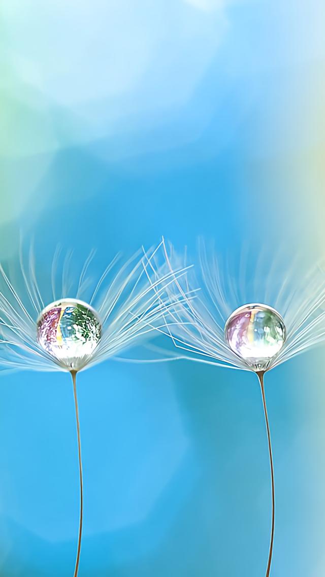 Dandelion's Fluffy Seeds