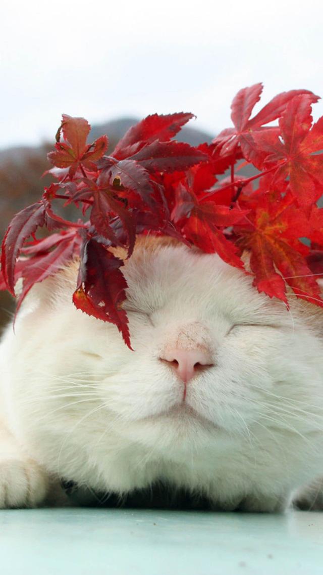 猫与红叶 高清壁纸