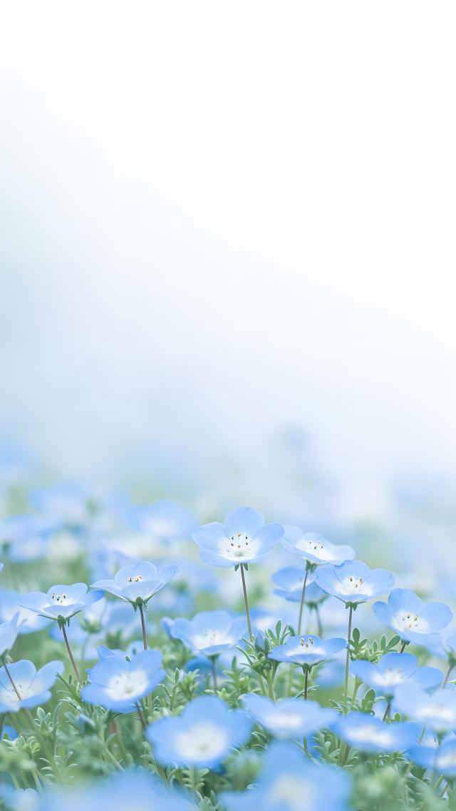 Nemophila Flower Field