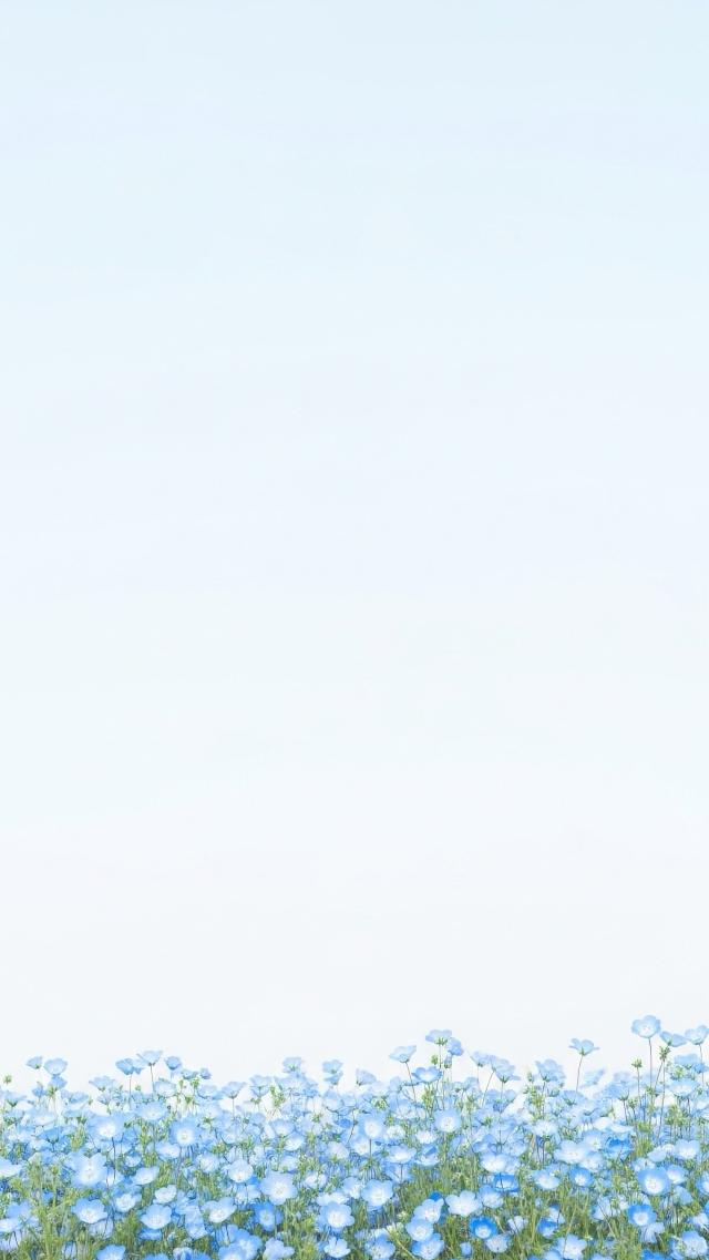 Landscape of Borage Herb