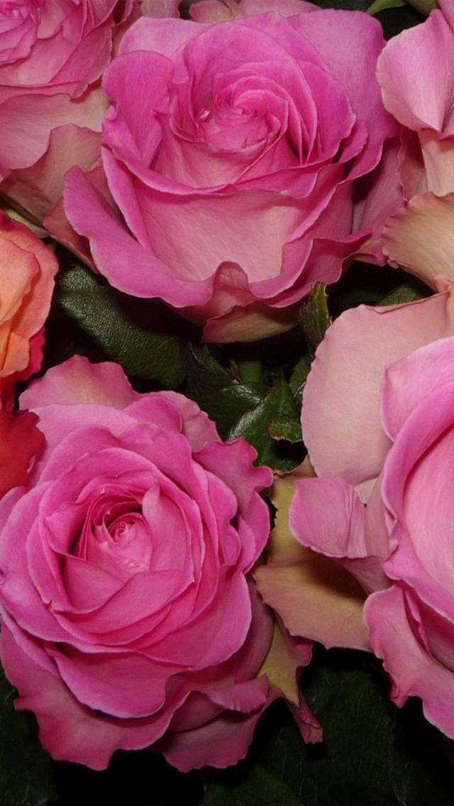 Rose Flower Wallpaper