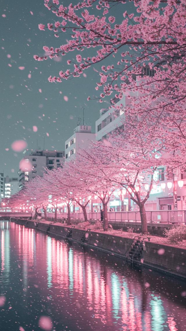 Pastel-Colored Night Cherry Blossom Boulevard