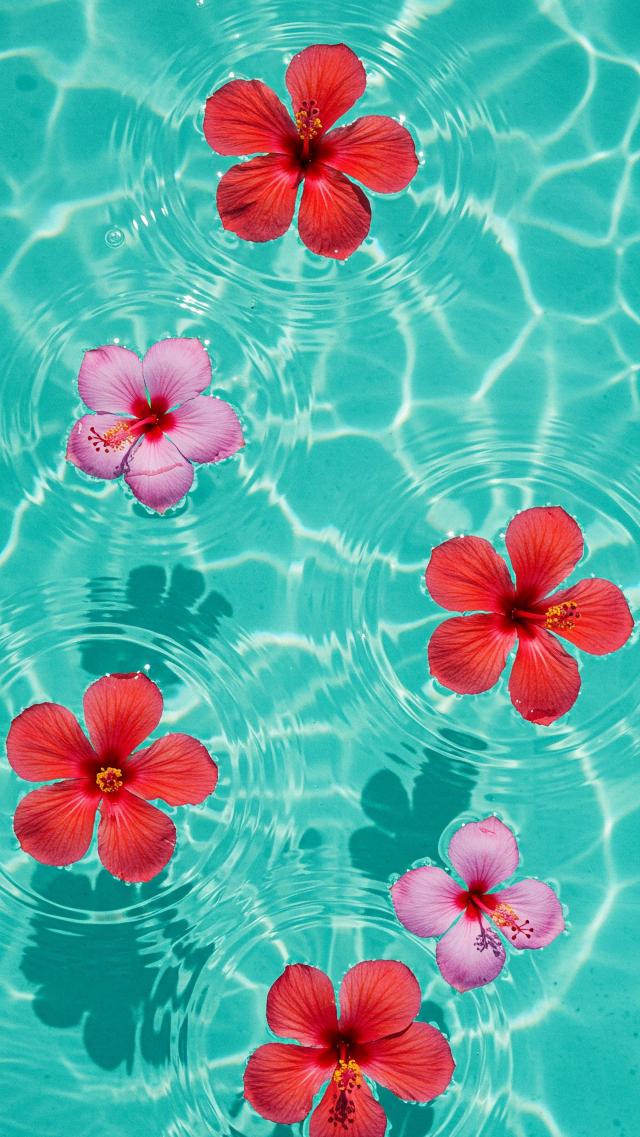 Hibiscus Flowers Floating in the Pool
