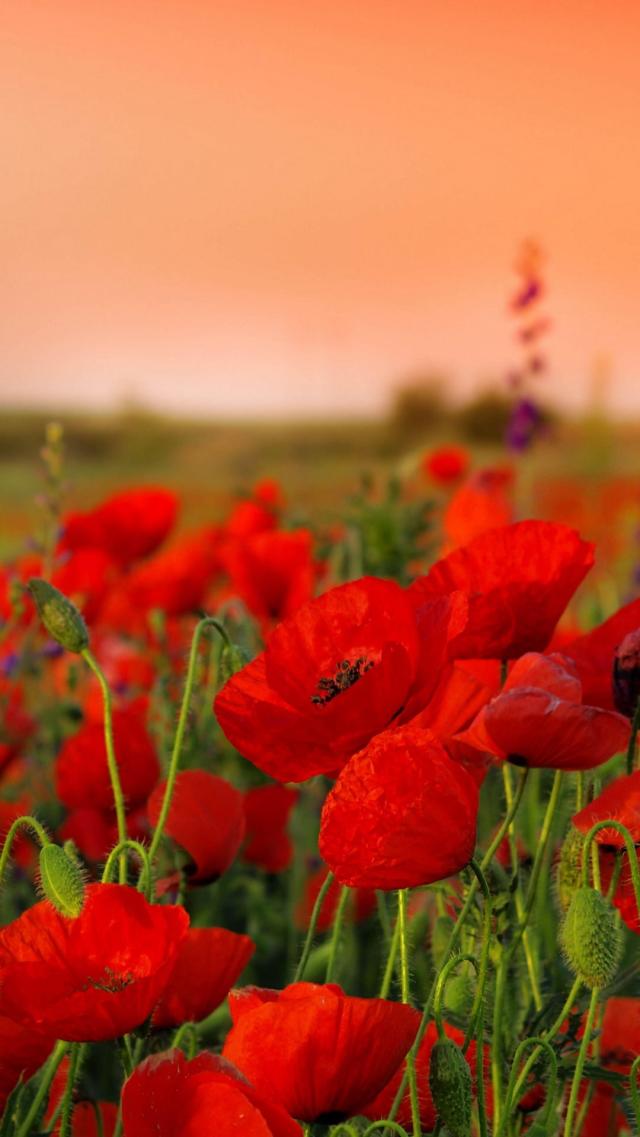 Poppy Flower Field