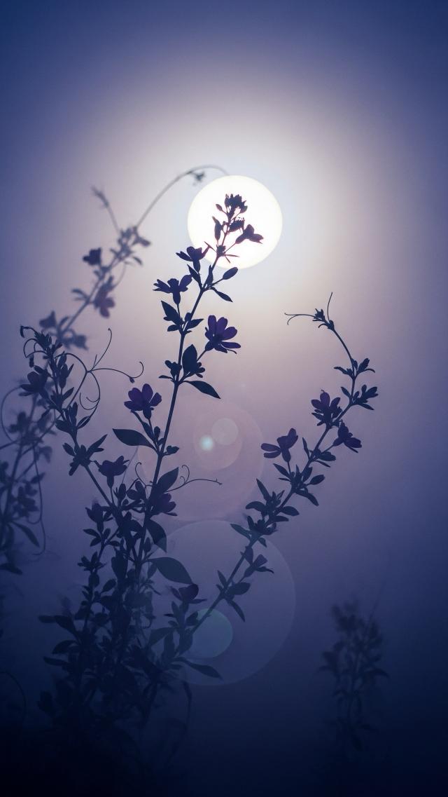 Moonlight Garden