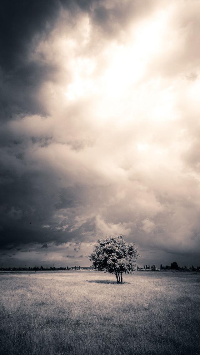 Black and White Photo - Tree