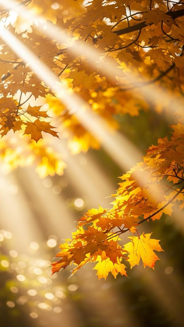 Glowing Autumn Nature