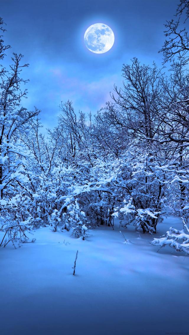 Winter Moonlit Night