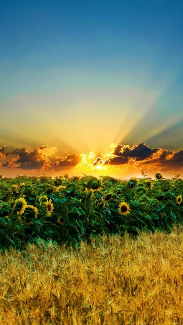 Sunflowers Bathed in Sunset Glow