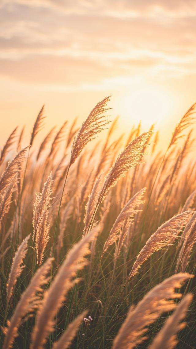 Prairie of Miscanthus at Dusk