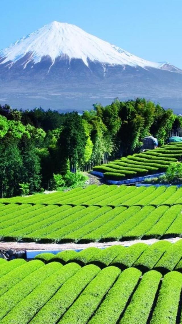 Mount Fuji and Tea Garden