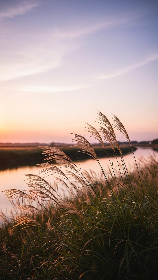 Miscanthus by the River