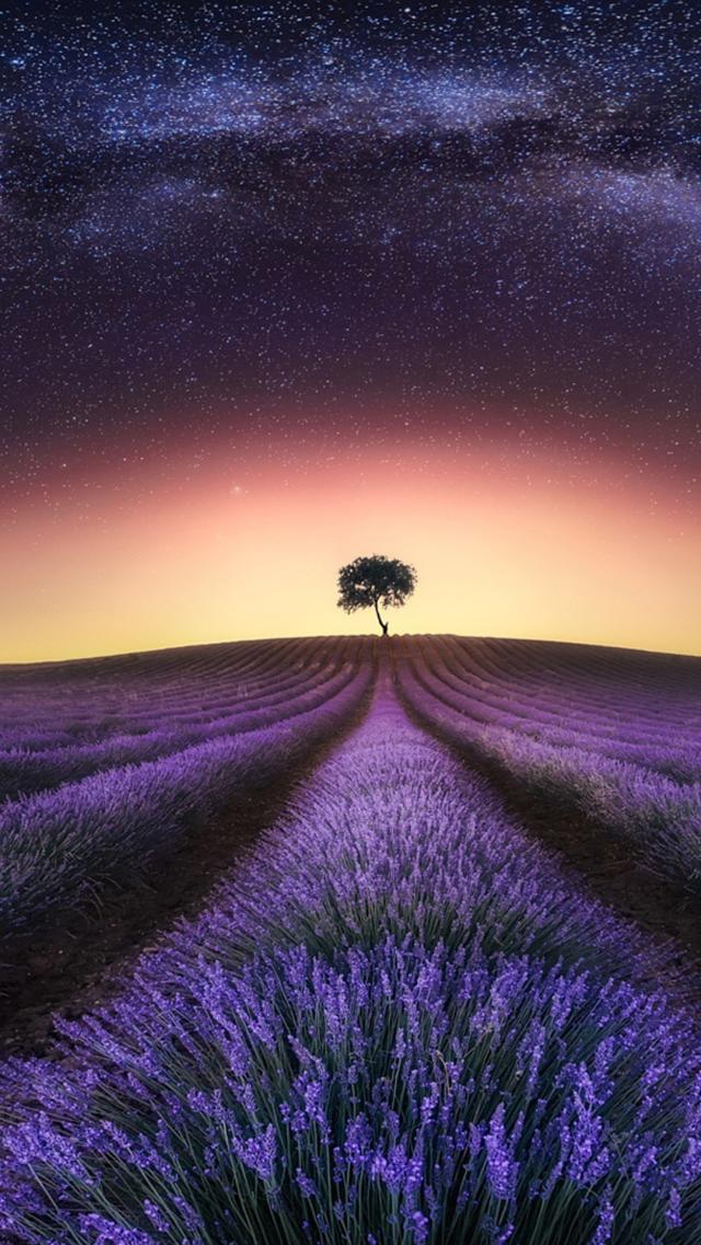 Starry Sky and Lavender Field