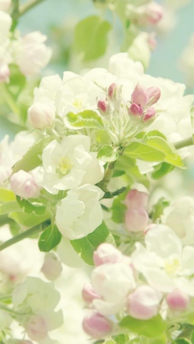 White Flowers in Spring