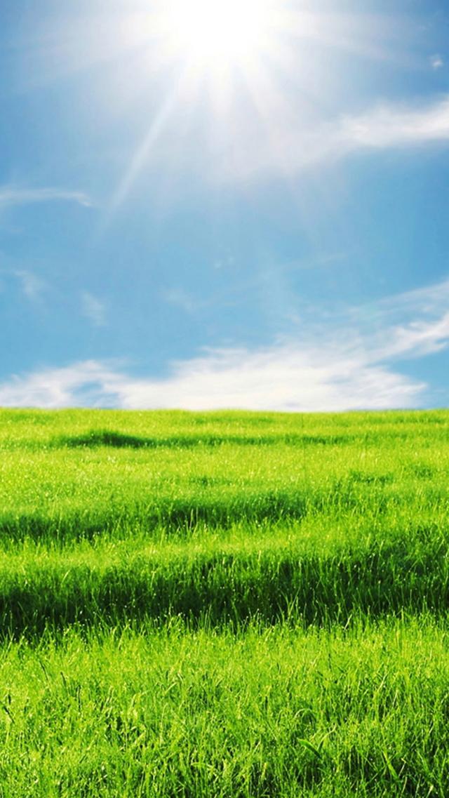 Grassland Under a Sunny Day