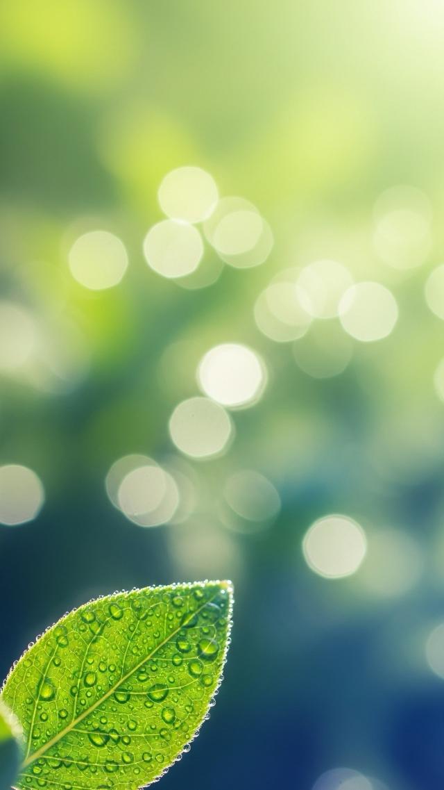 Green Leaves in the Morning Dew