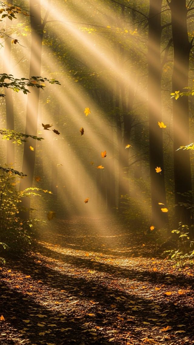 DappledTreeShadows(SunlightFilteringThroughLeaves)