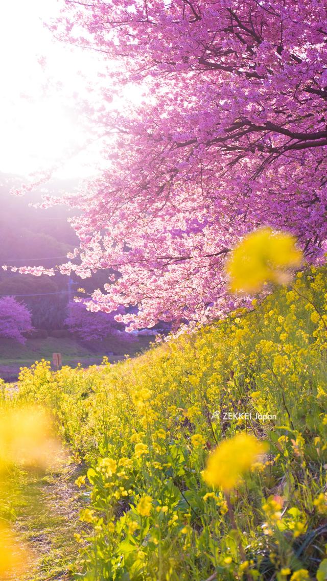 Cherry Blossoms and Rapeseed Flowers