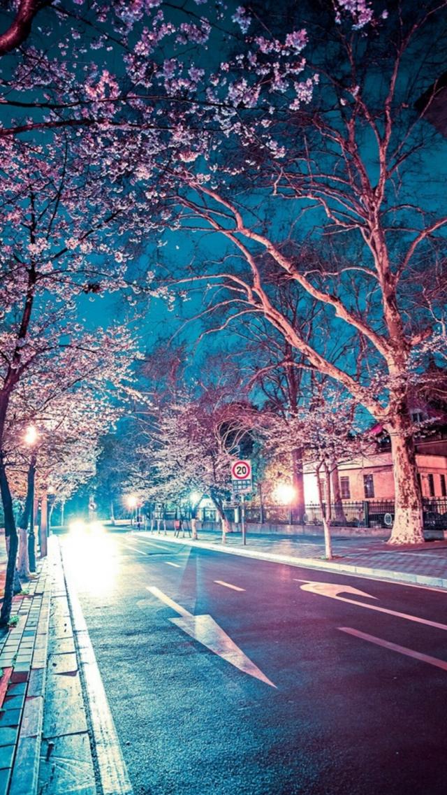 Night Road Where Cherry Blossoms Bloom