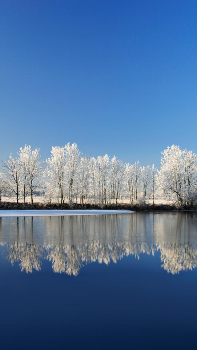 Forest of Frost-Covered Trees