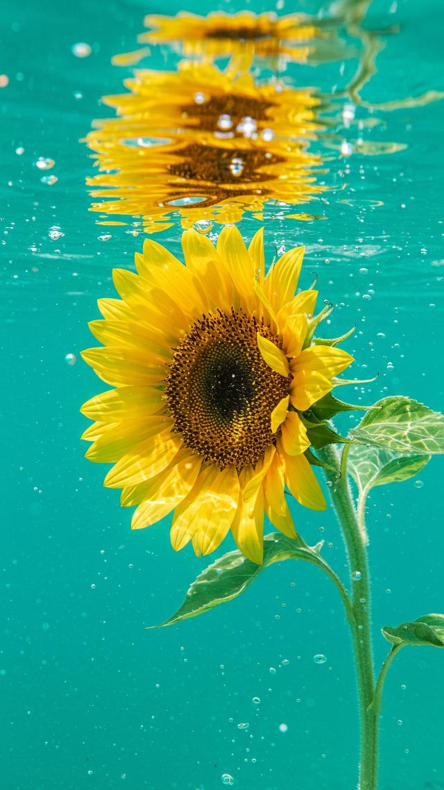 Sunflowers Blooming in Water