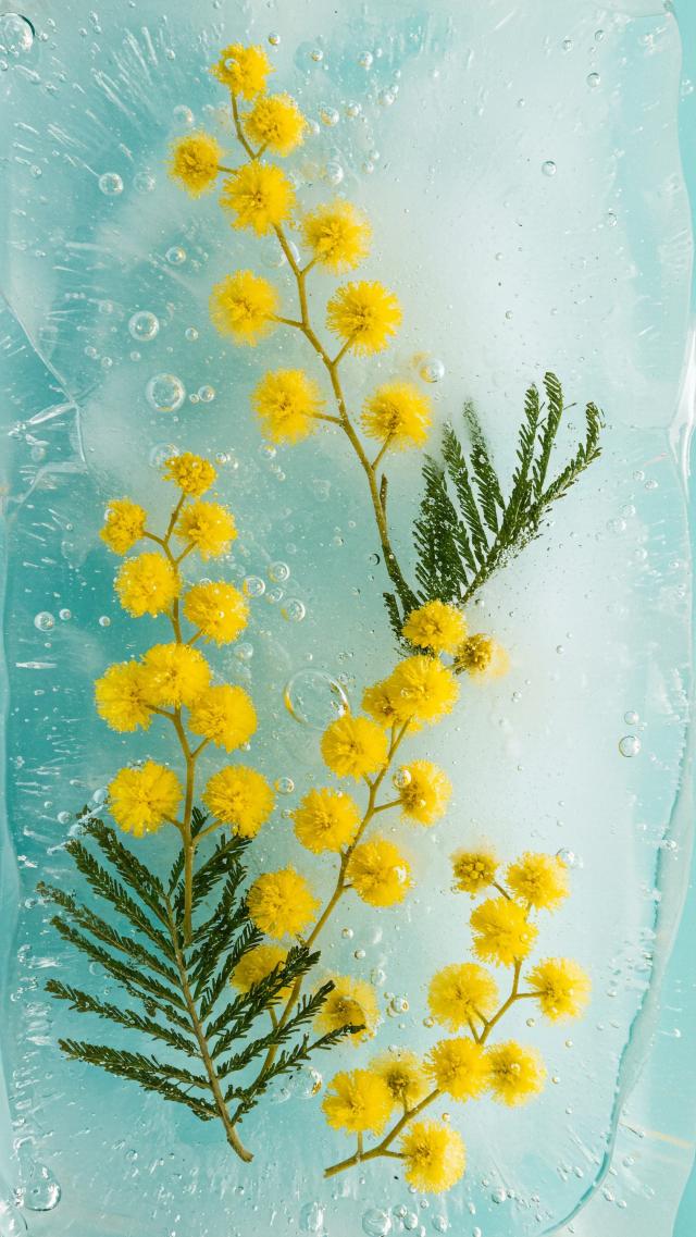 Mimosa Flower Encased in Ice and Snow