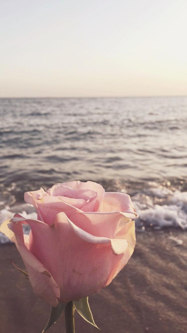 Roses by the Seaside