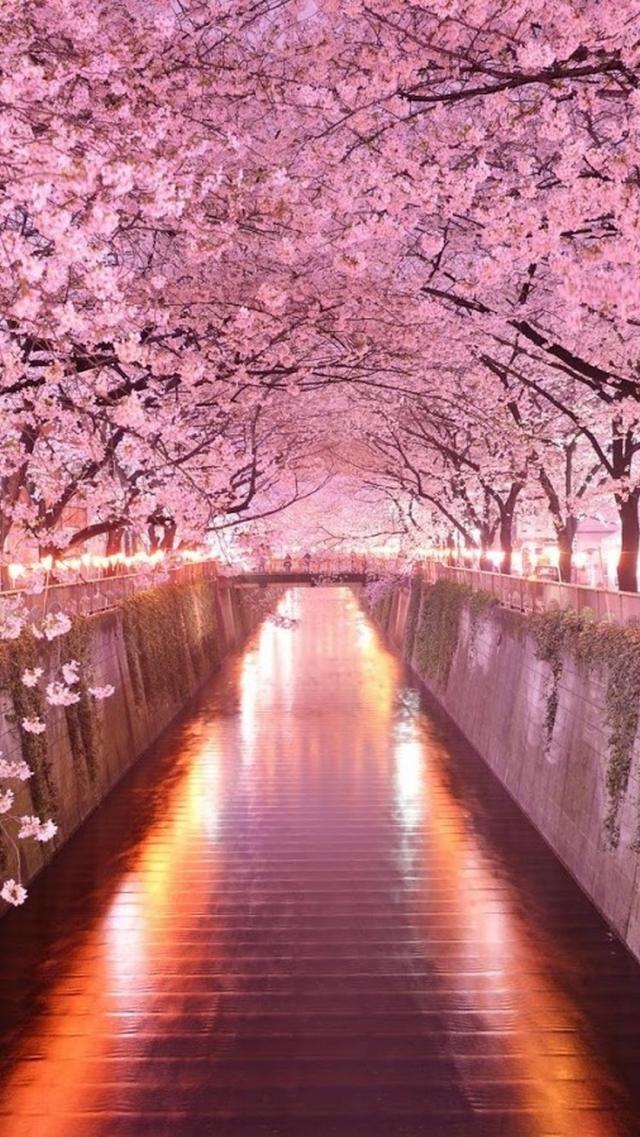 Night Cherry Blossoms in Full Bloom