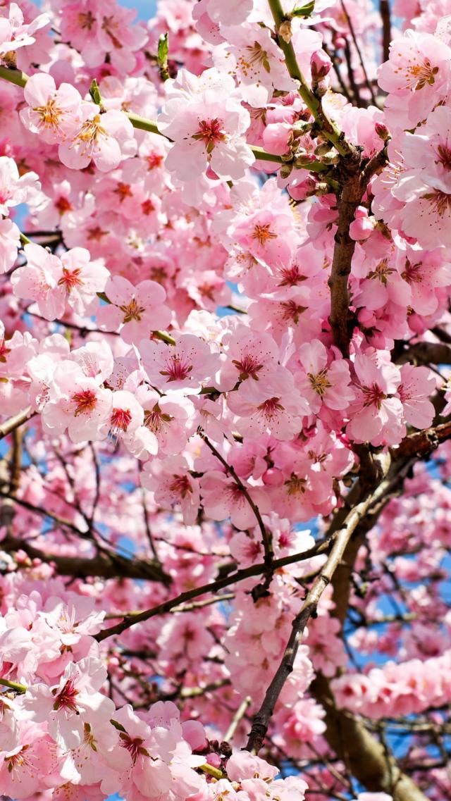 Blooming Cherry Blossoms