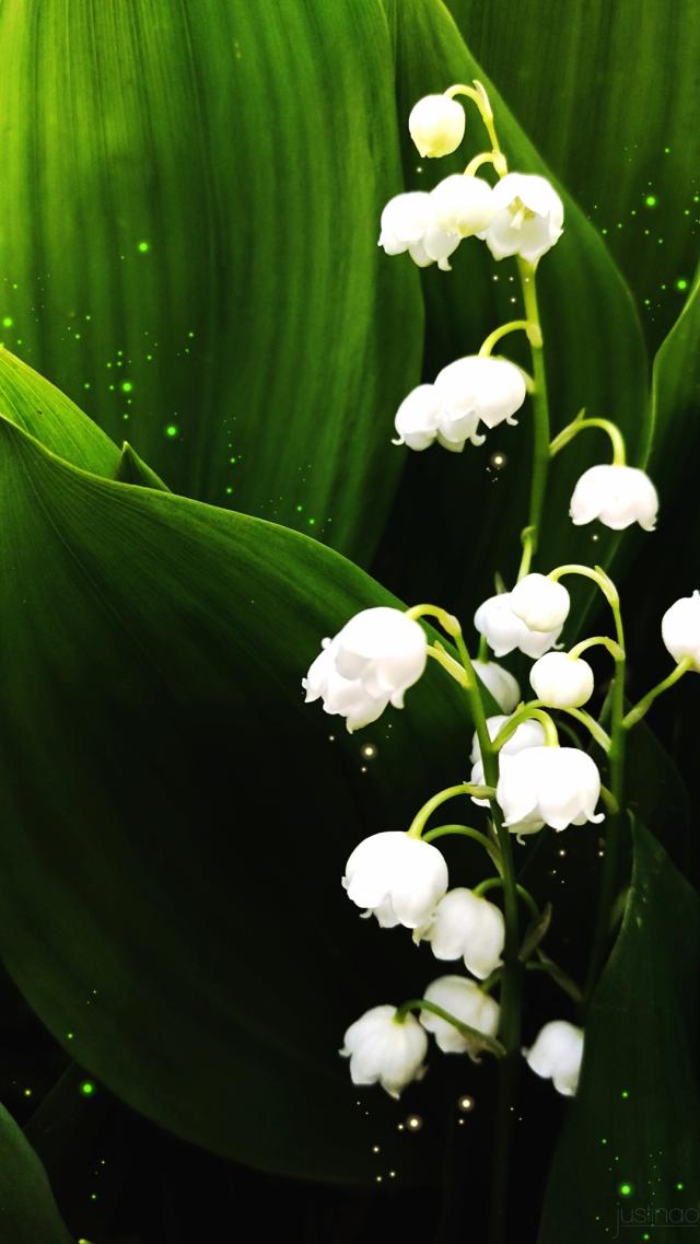 White Lily of the Valley