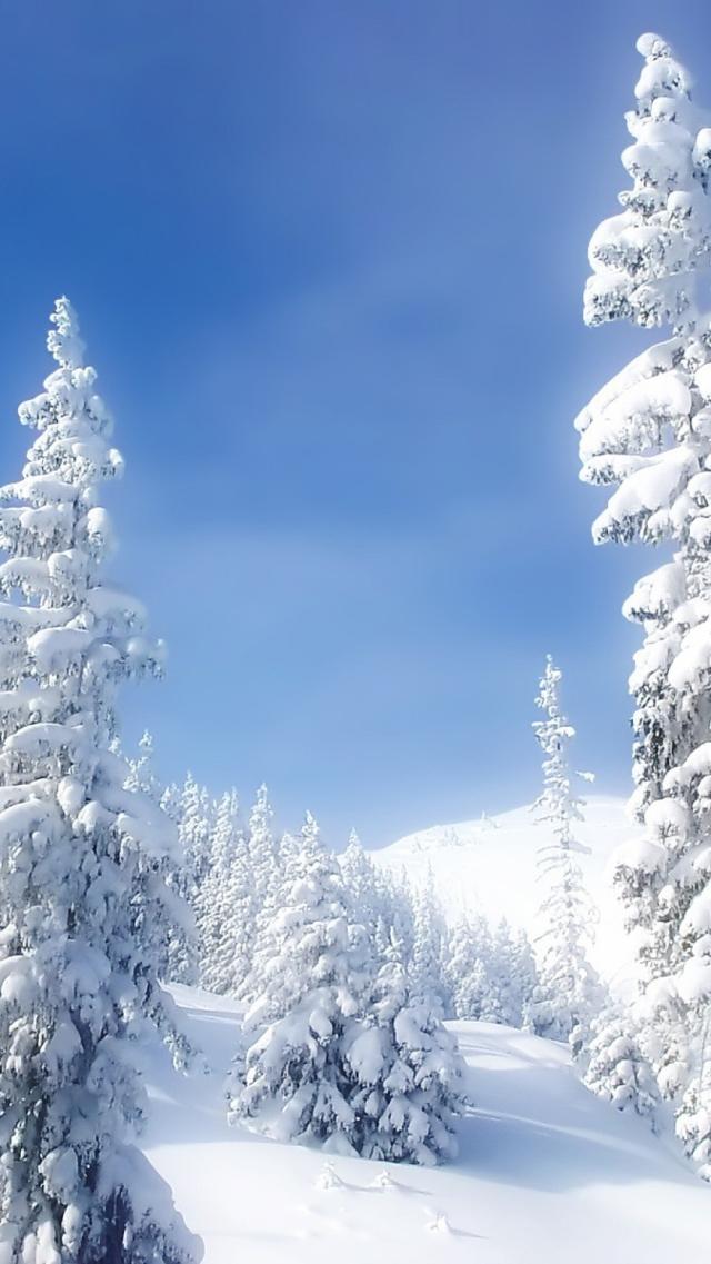 Pure White Winter Forest