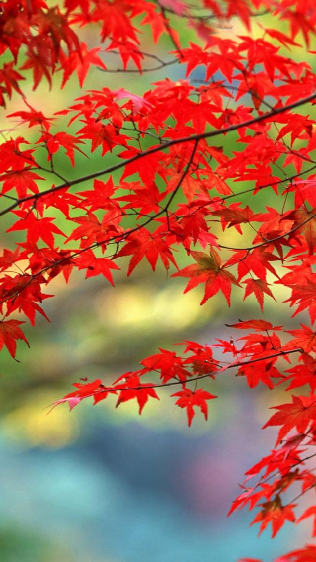 Flaming Red Maple Leaves