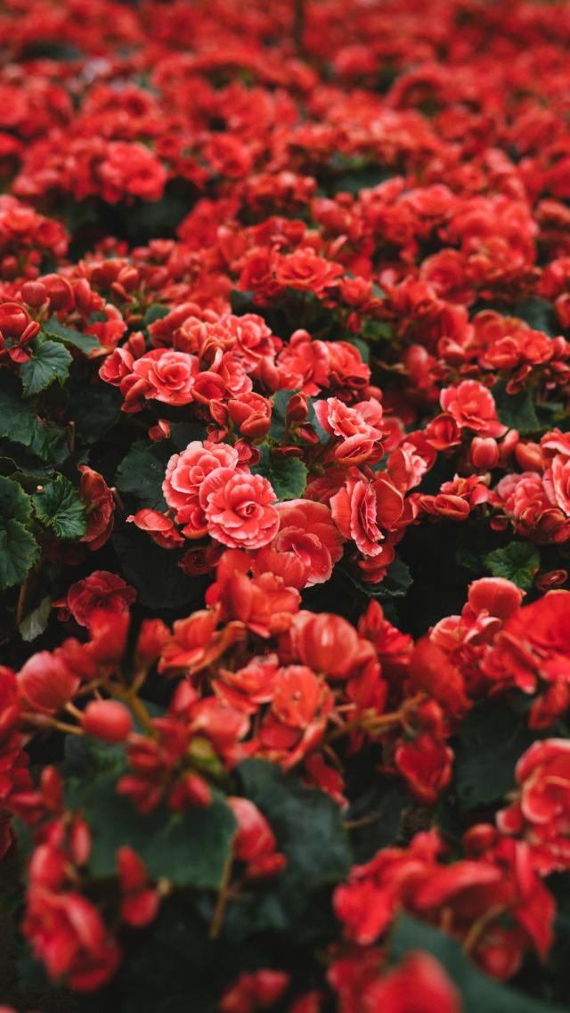Garden of Fiery Red Roses