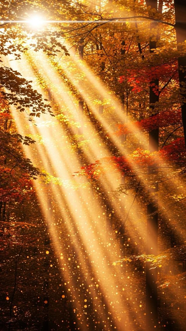 Sunlight Among Autumn Tree Shadows