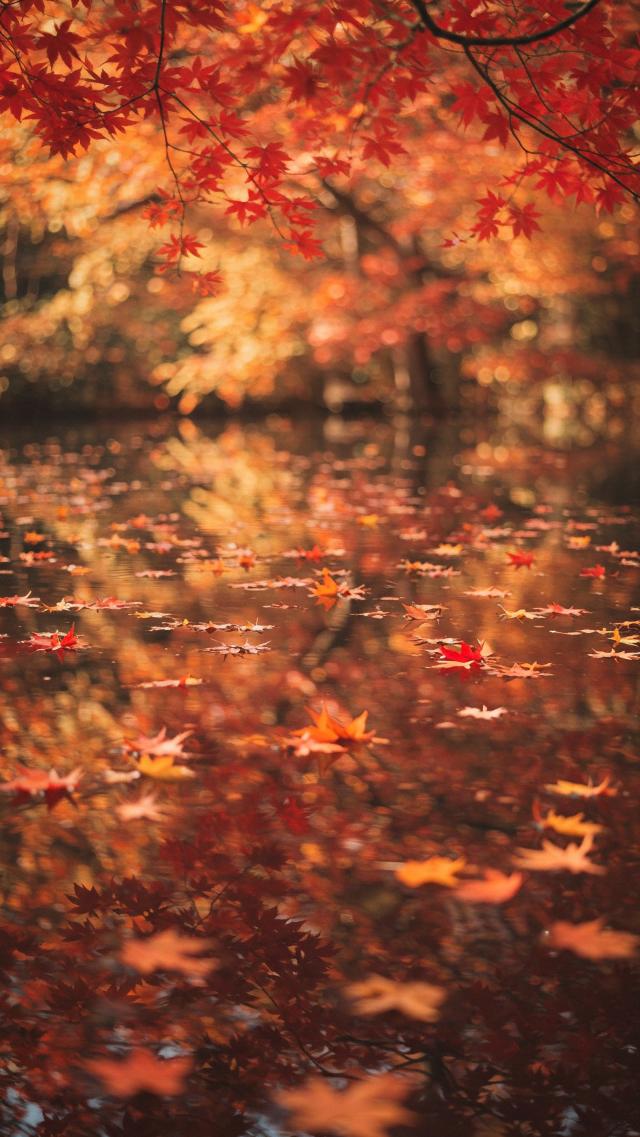 The water surface reflecting red leaves