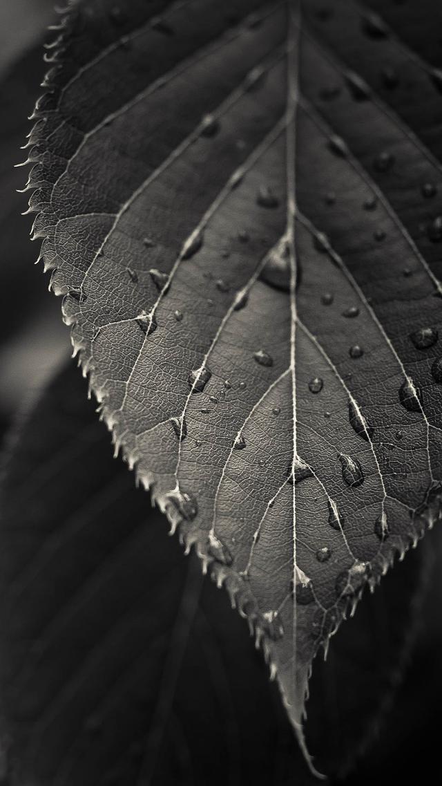 Beautiful Monochrome Leaves