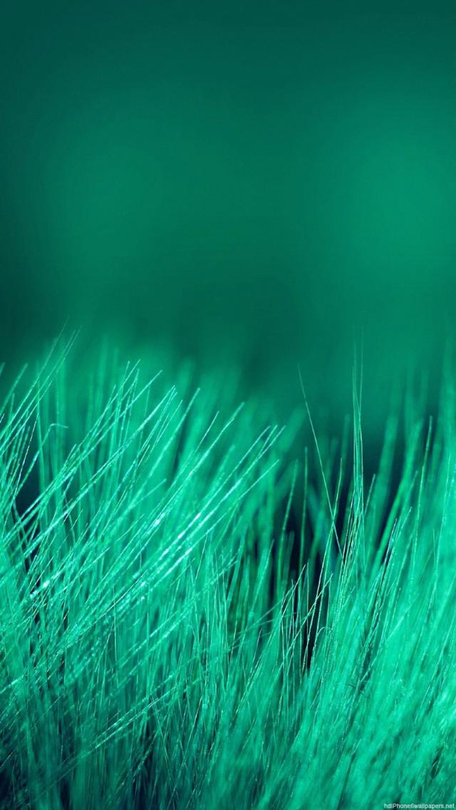 Beautiful Glowing Grass