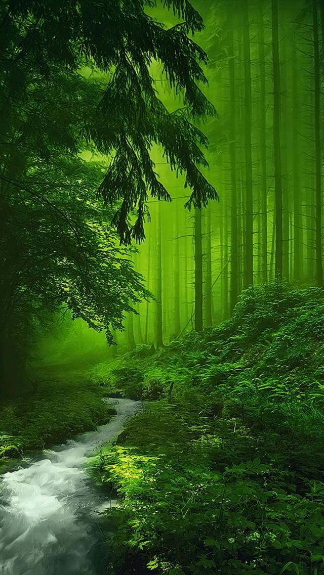 Green Forest
